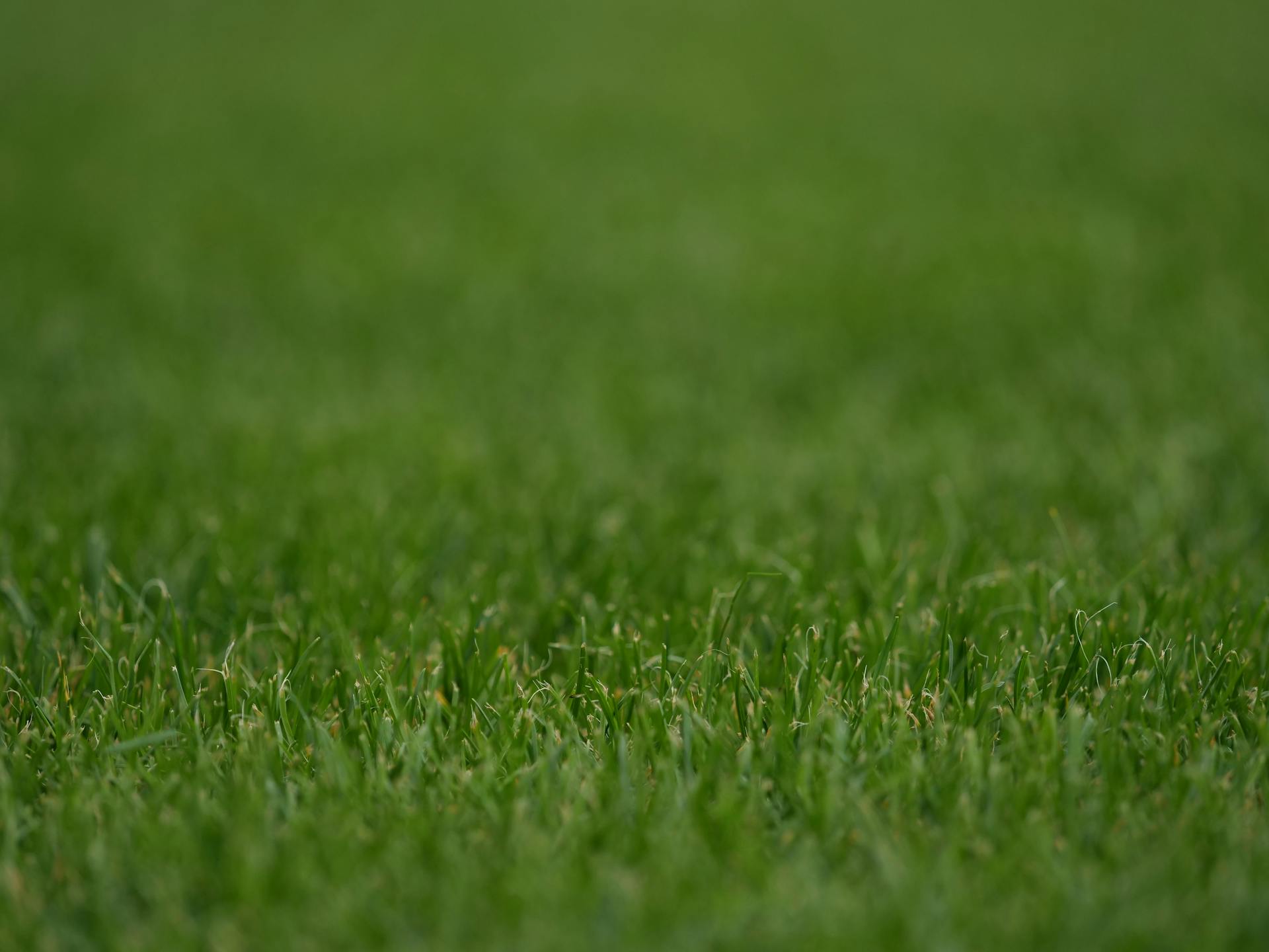 Sharp, well-mown residential lawn in Greta, Hunter Valley NSW