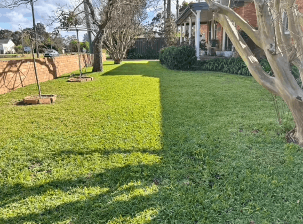 Back lawn mown and edged around paving in Greta